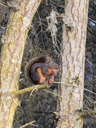 Douglas's Squirrel