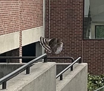 Cooper's Hawk