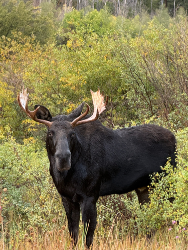 Moose