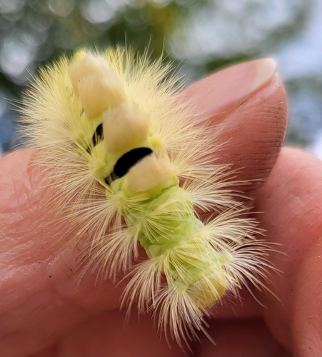 Pale Tussock Moth