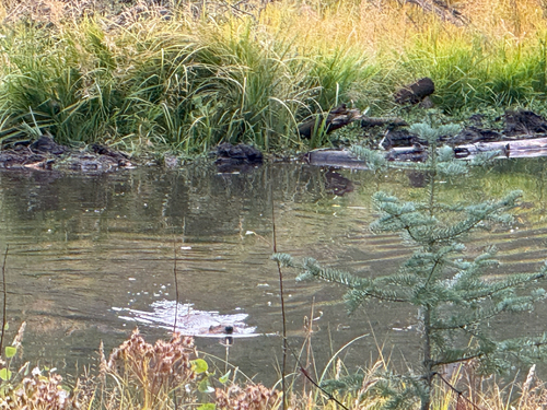 American Beaver