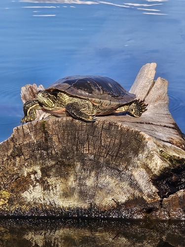 Western Painted Turtle