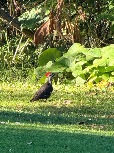 Pileated Woodpecker