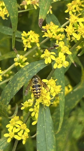 Common Aerial Yellowjacket