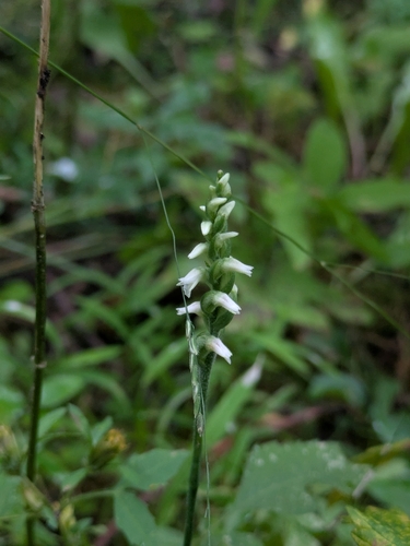 Lesser Ladies' Tresses