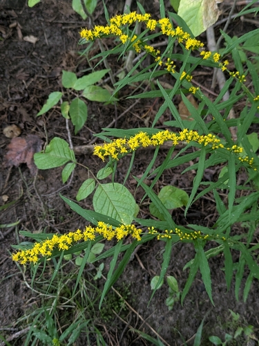 bluestem goldenrod