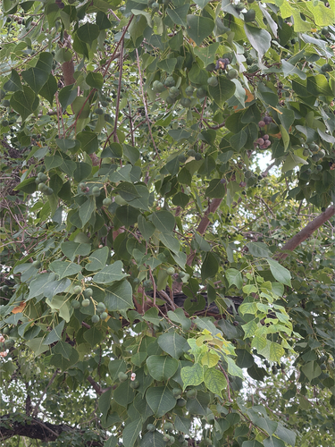 Chinese Tallow
