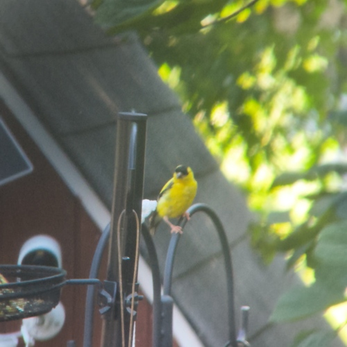 American Goldfinch