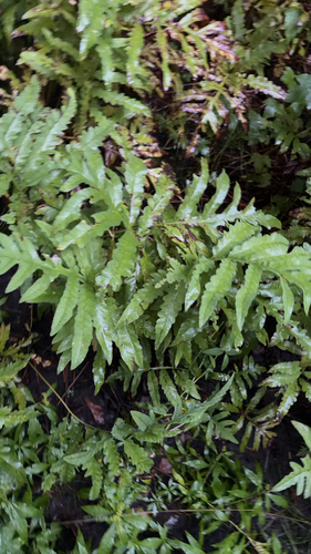 sensitive fern