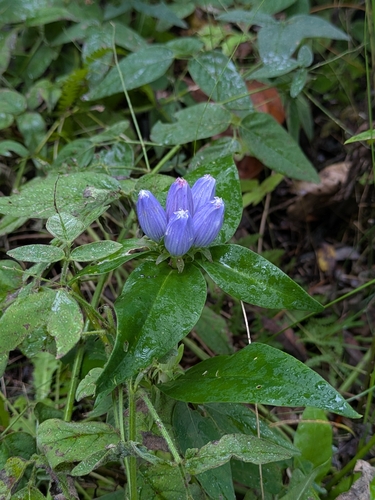 closed bottle gentian