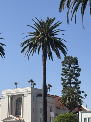Canary Island palm