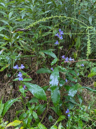 great blue lobelia