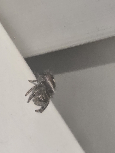 Bold Jumping Spider