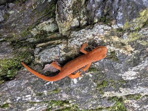 Red-spotted Newt