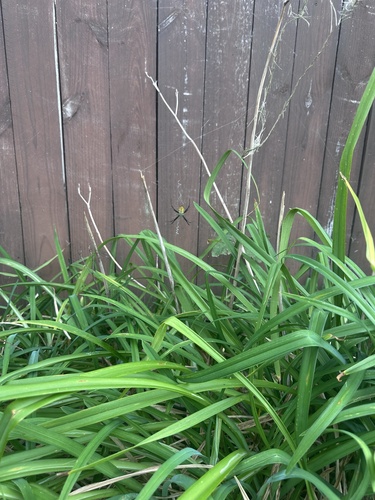 Banded Garden Spider
