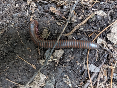 American Giant Millipede Complex
