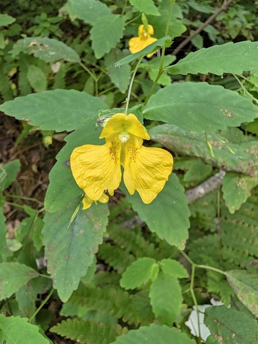 pale jewelweed