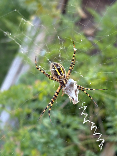 Banded Garden Spider