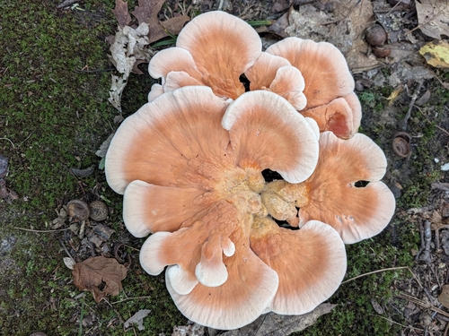 White-pored Chicken of the Woods
