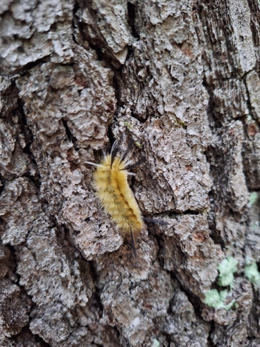 Banded Tussock Moth