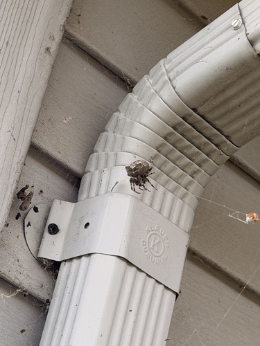 Cat-faced Orbweaver