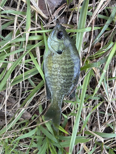 Bluegill