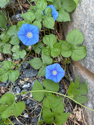 ivy-leaved morning-glory