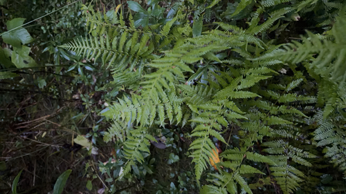 New York fern