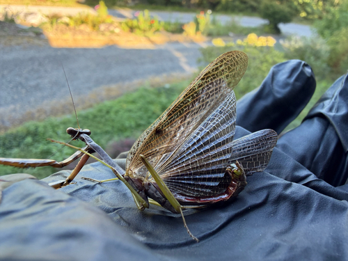 Carolina Mantis