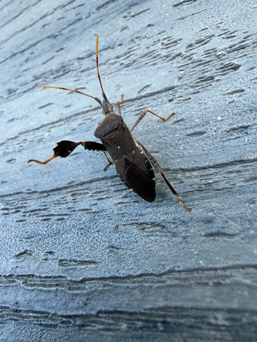 Leptoglossus oppositus