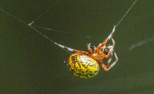 Marbled Orbweaver