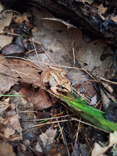 Wood Frog