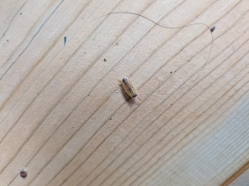 Rathke's Woodlouse