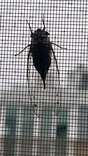 Priest Cicada
