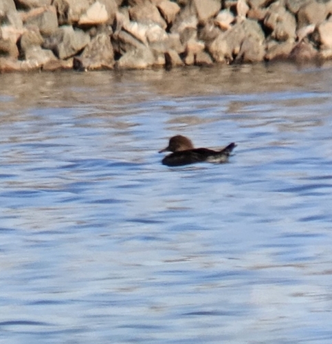 Hooded Merganser
