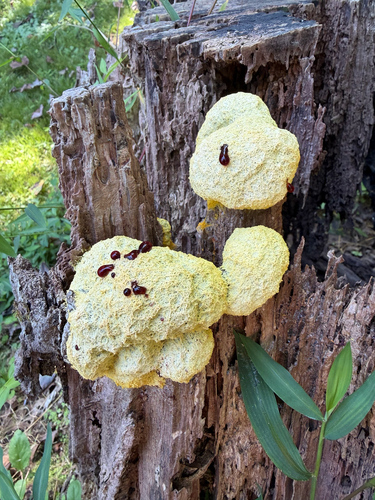 Dog Vomit Slime Mold