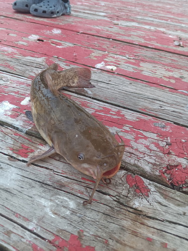 Brown Bullhead
