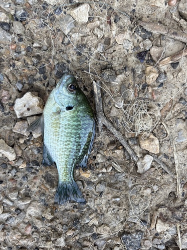 Bluegill