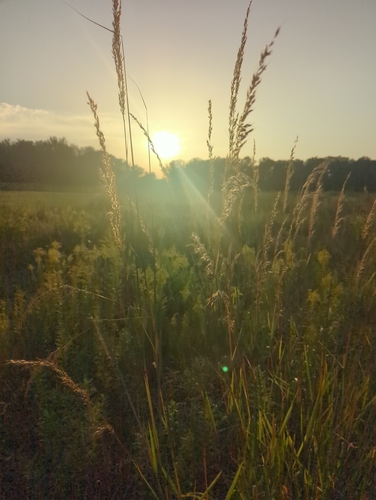 Indiangrass