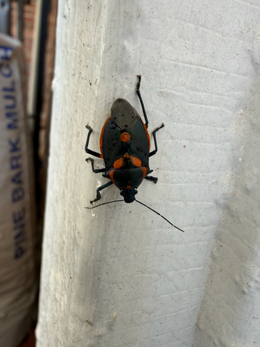 Florida Predatory Stink Bug