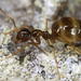 Eurasian Winter Ant - Photo (c) gernotkunz, all rights reserved, uploaded by gernotkunz