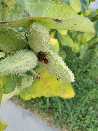 Large Milkweed Bug