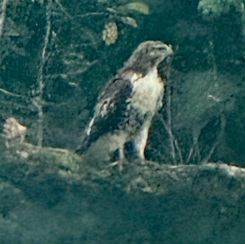 Red-tailed Hawk