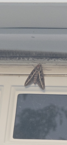 White-lined Sphinx