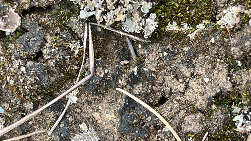 Soil Ruby Lichen