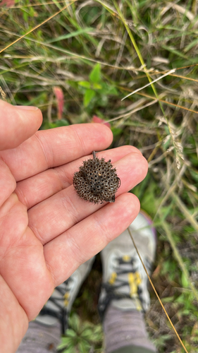 wild bergamot