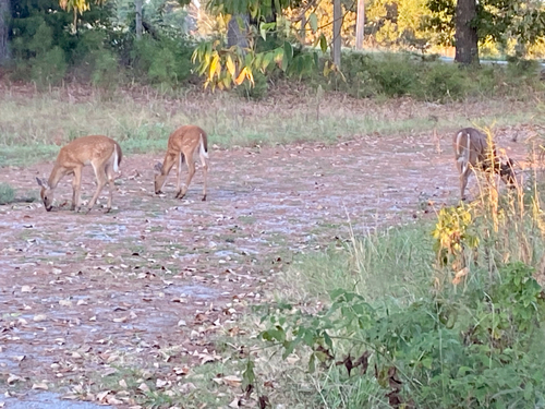 White-tailed Deer