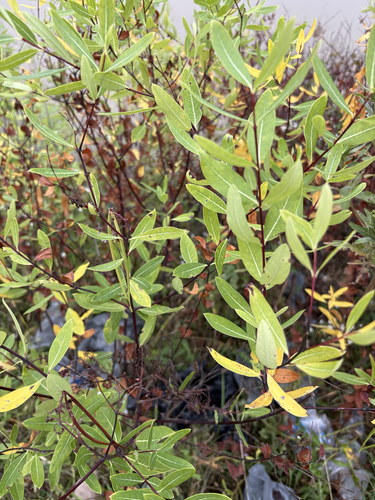 hemp dogbane