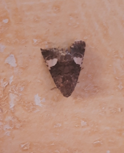 Four-spotted Moth