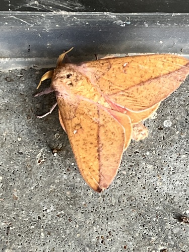Bisected Honey Locust Moth